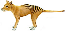 Illustration of Tasmanian Tiger (Thylacinus cynocephalus), Thylacinidae; extinct in 20th century (Wildlife Art Company).