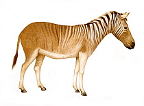 Illustration of Quagga (Equus quagga quagga), Equidae; extinct in the wild by end of 19th century (Wildlife Art Company).