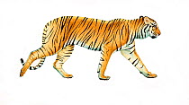 Illustration of Javan Tiger (Panthera tigris), which inhabited the Indonesian island of Java and was one of the three subspecies limited to islands. This subspecies became extinct in the 1980s. (Wildl...