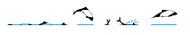 Illustration of Commerson's / Skunk / Piebald Dolphin (Cephalorhynchus commersonii), dive and jump sequence in profile (Wildlife Art Company).