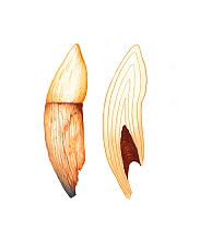 Illustration of cetacean tooth to show growth rings. Growth rings on right, original tooth with root on left (Wildlife Art Company).