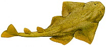 Illustration of Angelshark (Squatina squatina), Squatinidae. Endangered / threatened species.