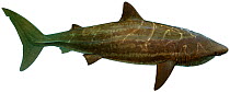 Illustration of Basking shark (Cetorhinus maximus), Cetorhinidae. Endangered / threatened species.