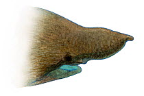 Illustration of head of Basking shark (Cetorhinus maximus), Cetorhinidae. Endangered / threatened species.