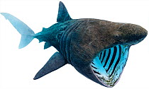 Illustration of Basking shark (Cetorhinus maximus) feeding. Endangered / threatened species.