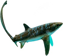 Illustration of Big-eye thresher shark (Alopias superciliosus), Alopiidae. Endangered / threatened species.