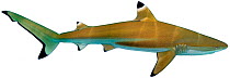 Illustration of Blacktip reef shark (Carcharhinus limbatus), Carcharhinidae. Endangered / threatened species.