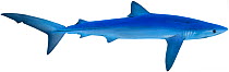 Illustration of Blue shark (Prionace glauca), Carcharhinidae. Endangered / threatened species.).