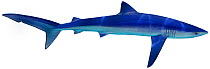Illustration of Blue shark (Prionace glauca), Carcharhinidae. Endangered / threatened species.