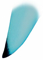 Illustration of pectoral fin of Blue shark (Prionace glauca). Endangered / threatened species.
