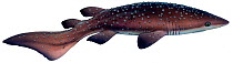 Illustration of Bramble shark (Echinorhinus brucus),Echinorhinidae, named for its thron-like denticles. Endangered / threatened species.