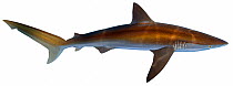 Illustration of Bronze whaler shark / Copper shark (Carcharhinus brachyurus), Carcharhinidae. Endangered / threatened species.