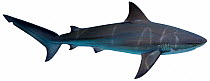 Illustration of Bull shark (Carcharhinus leucas), Carcharhinidae. Endangered / threatened species.