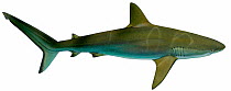 Illustration of Caribbean reef shark (Carcharhinus perezi), Carcharhinidae. Endangered / threatened species.