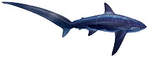 Illustration of Common thresher shark (Alopias vulpinus), Alopiidae. Endangered / threatened species.