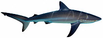Illustration of Dusky shark (Carcharhinus obscurus), Carcharhinidae. Endangered / threatened species.