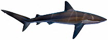 Illustration of Galapagos shark (Carcharhinus galapagensis), Carcharhinidae. Endangered / threatened species.