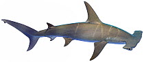 Illustration of Great hammerhead shark (Sphyrna mokarran), Sphyrnidae. Endangered / threatened species.