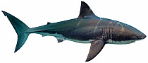 Illustration of Great white shark (Carcharodon carcharias), Lamnidae. Endangered / threatened species.