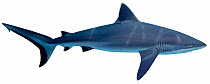 Illustration of Grey reef shark (Carcharhinus amblyrhynchos), Carcharhinidae. Endangered / threatened species.