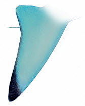 Illustration of pectoral fin of Gray reef shark (Carcharhinus amblyrhynchos). Endangered / threatened species.