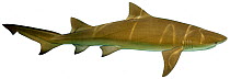 Illustration of Lemon shark (Negaprion brevirostris), Carcharhinidae. Endangered / threatened species.
