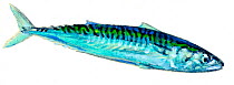 Illustration of Mackerel (Scomber scombrus), Scombridae.