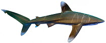 Illustration of Oceanic whitetip shark (Carcharhinus longimanus), Carcharhinidae. Endangered / threatened species.