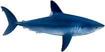 Illustration of Porbeagle shark (Lamna nasus), Lamnidae. Endangered / threatened species.