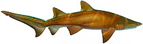 Illustration of Sand tiger shark / Grey nurse shark / Spotted ragtooth shark (Carcharias taurus), Odontaspididae. Not to be confused with nurse shark. Endangered / threatened species.