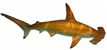 Illustration of Scalloped hammerhead shark (Sphyrna lewini), Sphyrnidae. Endangered / threatened species.