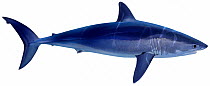 Illustration of Shortfin mako shark (Isurus oxyrinchus), Lamnidae . Endangered / threatened species.