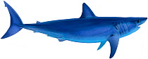 Illustration of Shortfin mako shark (Isurus oxyrinchus), Lamnidae. Endangered / threatened species.
