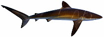Illustration of Silky shark (Carcharhinus falciformis), Carcharhinidae. Endangered/threatened species.
