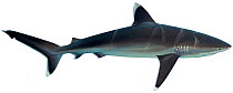 Illustration of Silvertip shark (Carcharhinus albimarginatus), Carcharhinidae. Endangered / threatened species.