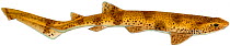 Illustration of Small spotted catshark / Lesser spotted dogfish (Scyliorhinus canicula), Scyliorhinidae.