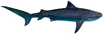 Illustration of Tiger shark (Galeocerdo cuvier), Carcharhinidae. Endangered / threatened species.