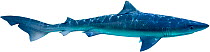 Illustration of Tope shark / Liver-oil shark / Millers dog / Penny dog / Rig / School shark / Snapper shark,soupfin / Southern tope (Galeorhinus galeus), Triakidae. Endangered / threatened species.