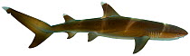 Illustration of Whitetip reef shark (Triaenodon obesus), Carcharhinidae. Endangered / threatened species.