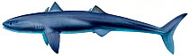 Illustration of Cladoselache (prehistoric shark) - extinct.