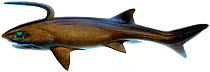 Illustration of Falcatus (prehistoric shark) - extinct.