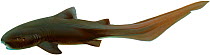 Illustration of Helicoprion (prehistoric shark) - extinct.