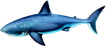 Megalodon (prehistoric shark) - extinct, lived approximately 25 to 1.6million years ago.