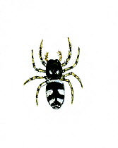 Illustration of Zebra spider (Salticus scenicus) - jumping spider.