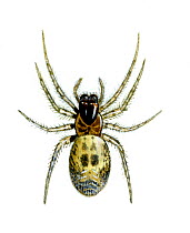 Illustration of Lace webbed / Common lace weaver spider (Amaurobius similis), Amaurobiidae.