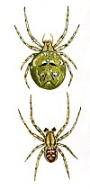 Illustration of Orb spider (Araneus quadratus),Araneidae: female top, male bottom.