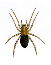 Illustration of Water / Diving bell spider (Argyroneta aquatica), Argyronetidae.