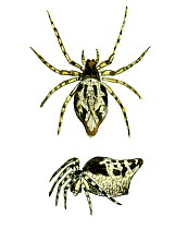 Illustration of top and profile view of Orb weaver spider (Cyclosa conica),Araneidae,.
