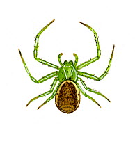 Illustration of Crab spider (Diaea dorsata),Thomisidae, British/European spider.