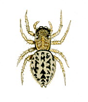 Illustration of Jumping spider (Euophrys frontalis), Salticidae.